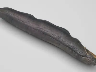 Electric Eel 3D model