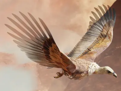 Griffon Vulture-BLENDER Low-poly 3D model