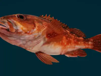 Rockfish Animated 3D model