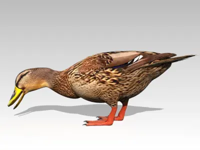 Mallard Duck Female Low-poly 3D model