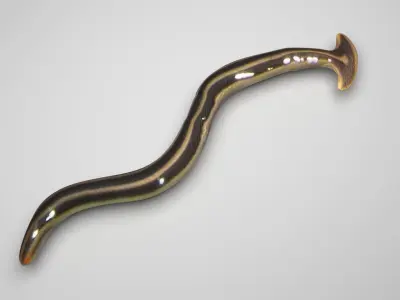 Hammerhead Worm 3D model