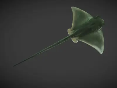 Ray 01 Low-poly 3D model