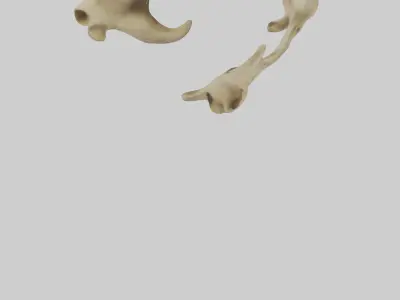 Cheetah Pelvis Low-poly 3D model