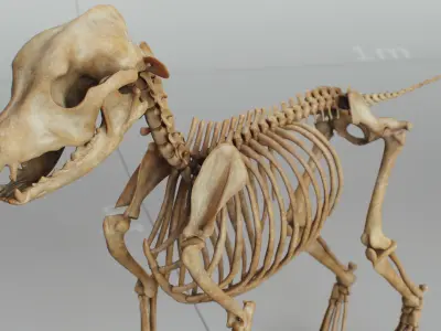 Dog Puppy Skeleton 3D model