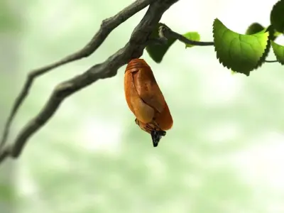 butterfly broken chrysalis 3D model