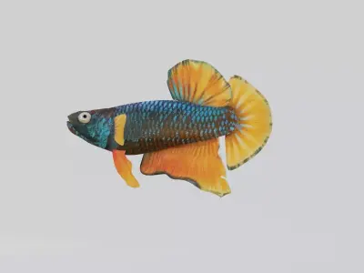 Betta Fish 3D model
