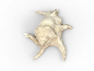 Full detailed sea shell photogrammetry 3D model