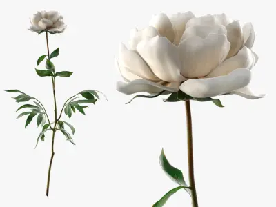 Delicate Floral Peony Branch with White Petals 3D model