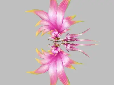 Pink Wing Low-poly 3D model