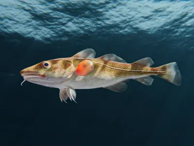 Cod Atlantic - Saltwater Fish Low-poly 3D model