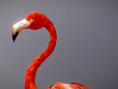 American Flamingo 3D model