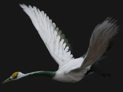 Crane Bird A2 3D model