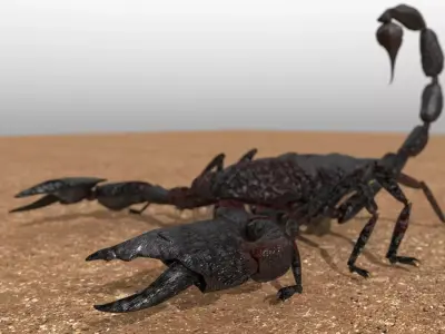 A highly detailed and UV textured 3d model of a scorpion 3D model