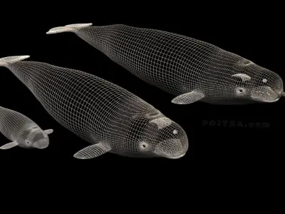 Narwhal Whales Family - Monodon Monoceros - Male Female Calf -  3D model