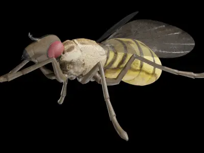 Housefly fully rigged low poly Low-poly 3D model