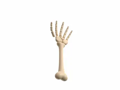 Arm Bone 3D model