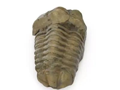 Trilobite - Fossil 02 - Low and High Poly versions 3D model