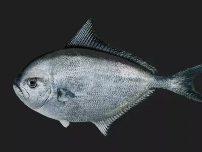 Pomfret Low-poly 3D model