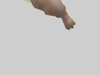 Beaver gnawing model 3D model