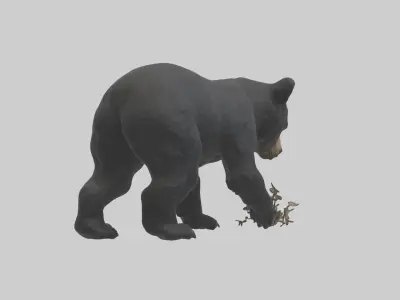 Black Bear cub exploring model 3D model