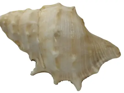 Seashell photoscanned model Free low-poly 3D model
