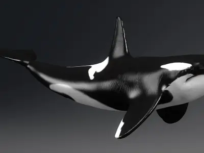 Killer Whale Model 17 Animations  Low-poly 3D model