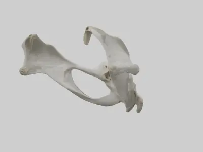 Falcon Pelvis Low-poly 3D model