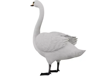Swan Bird 3D model