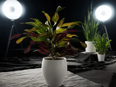  Mammy Croton Plant Potted Plant Model 