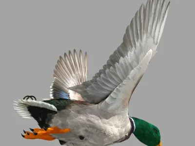 Mallard Duck 3D model
