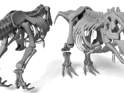 Tyrannosaurus Rex Skeleton 3D Model 3D model