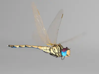 Trithemis Arteriosa Dragonfly - Female Low-poly 3D model