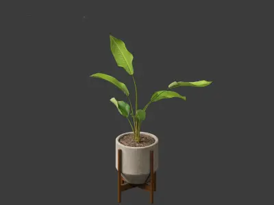 Strelitzia nicolai - Natal wild banana Tree 3D model