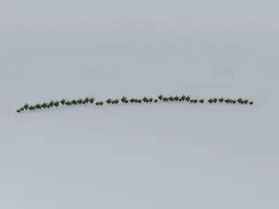 Trees on the Port Part 05 Free 3D model