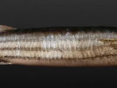 Mullet fish  Mediterranean sea fish Rigged Animated 3D model