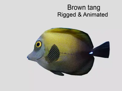 Brown tang Realistic Animated Low-poly 3D model