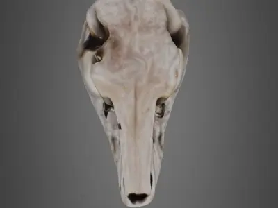 T-rex skull 3D model