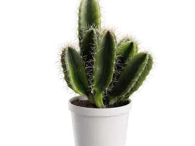  Generic Cactus Plant Model 