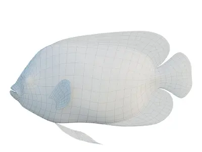 Blue girdled Angelfish set 03 3D model