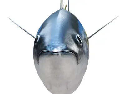 Tuna fish 3D model