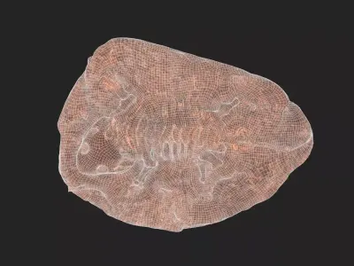 Fossil Low-poly 3D model