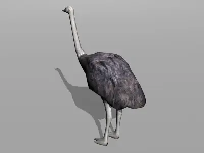 ostrich Low-poly 3D model