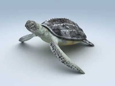 Leatherback Sea Turtle Dermochelys Coriacea Low-poly 3D model