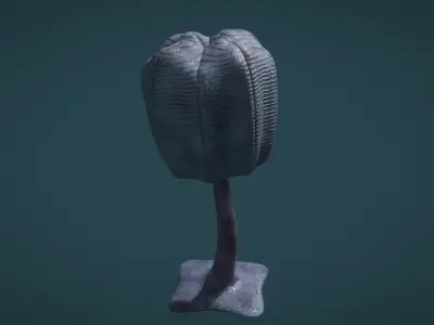 Siphusauctum Low-poly 3D model