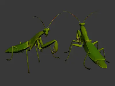 Mantis Dao Lang winged insect insect game animal cartoon animal 3D model