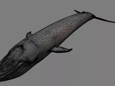 Big Blue Whale Free 3D model
