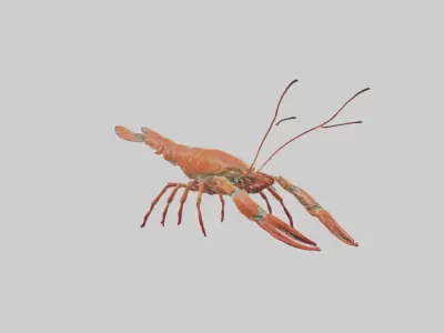 Spiny Lobster crawling model 3D model