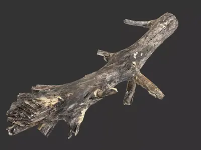 Realistic tree trunks with branches Low-poly 3D model