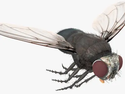 Housefly Insect with Fur 3D model