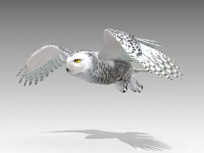 Snowy Owl Low-poly 3D model